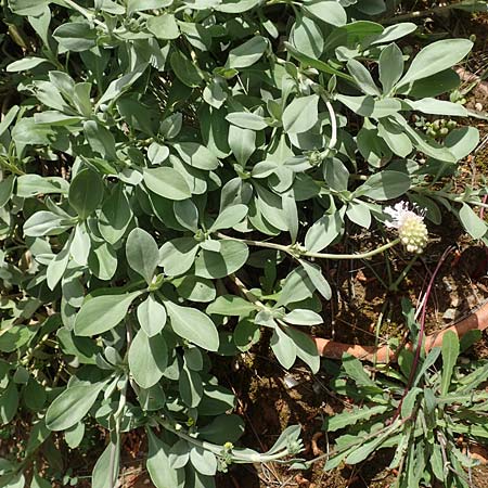 Lomelosia minoana \ Minoische Skabiose / Minoan Scabious, GR Athen, Mount Egaleo 10.4.2019