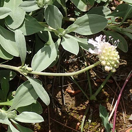 Lomelosia minoana \ Minoische Skabiose / Minoan Scabious, GR Athen, Mount Egaleo 10.4.2019