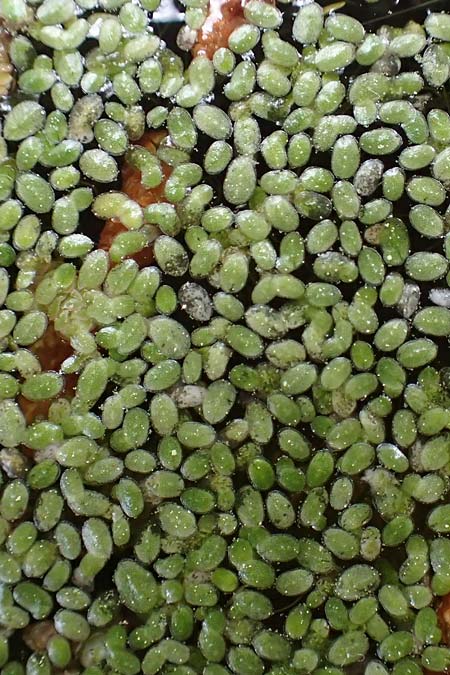 Lemna minuta \ Zierliche Wasserlinse / Least Duckweed, GR Athen, Mount Egaleo 10.4.2019