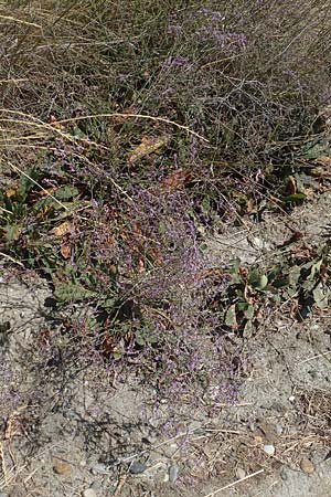 Limonium narbonense \ Sp&auml;ter Strandflieder / Common Sea Lavender, GR Euboea (Evia), Kanatadika 25.8.2017