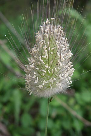 Lagurus ovatus \ Sdliches Samtgras, Hasenschwnzchen / Hare's Tail Grass, GR Igoumenitsa 13.5.2008