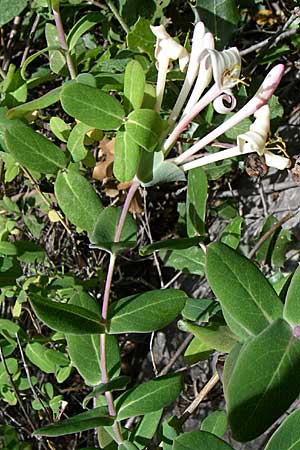 Lonicera implexa \ Windendes Gei�blatt / Evergreen Honeysuckle, GR Hymettos 20.5.2008