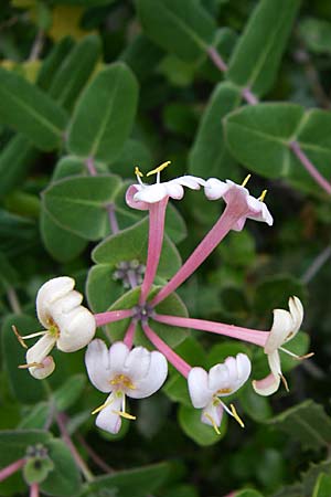 Lonicera implexa \ Windendes Gei�blatt / Evergreen Honeysuckle, GR Hymettos 20.5.2008