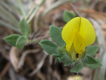 Lotus edulis \ Essbarer Hornklee, GR Porto Rafti 21.5.2008