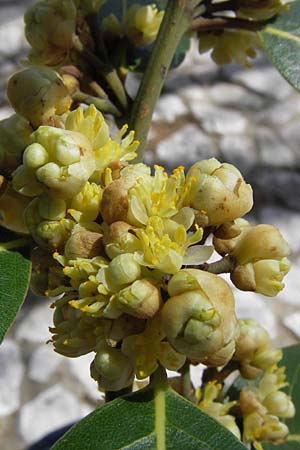 Laurus nobilis \ Echter Lorbeer / Common Laurel, GR Peloponnes, Figalia 29.3.2013