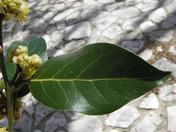 Laurus nobilis \ Echter Lorbeer / Common Laurel, GR Peloponnes, Figalia 29.3.2013