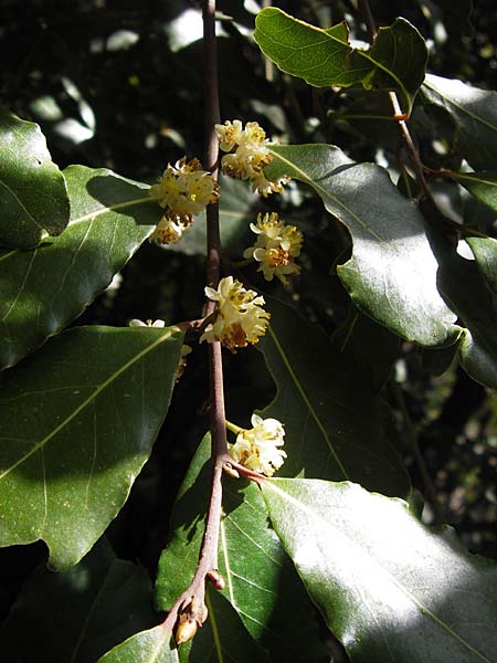 Laurus nobilis \ Echter Lorbeer / Common Laurel, GR Peloponnes, Figalia 29.3.2013