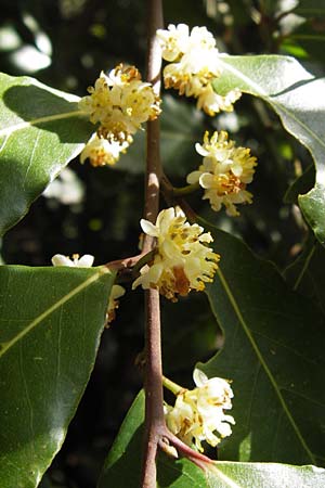 Laurus nobilis \ Echter Lorbeer / Common Laurel, GR Peloponnes, Figalia 29.3.2013