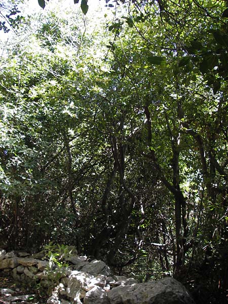 Laurus nobilis \ Echter Lorbeer / Common Laurel, GR Peloponnes, Figalia 29.3.2013