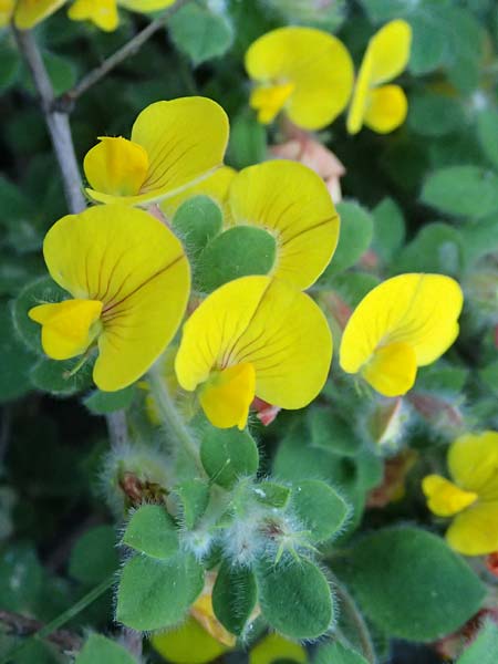 Hammatolobium lotoides \ Griechische Knotenfrucht, GR Peloponnes, Saitas 22.5.2024