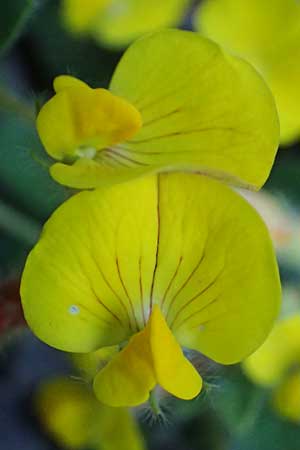 Hammatolobium lotoides \ Griechische Knotenfrucht, GR Peloponnes, Saitas 22.5.2024