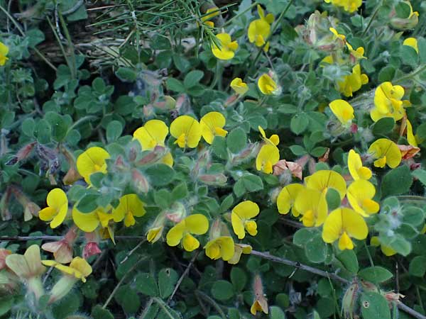 Hammatolobium lotoides \ Griechische Knotenfrucht, GR Peloponnes, Saitas 22.5.2024