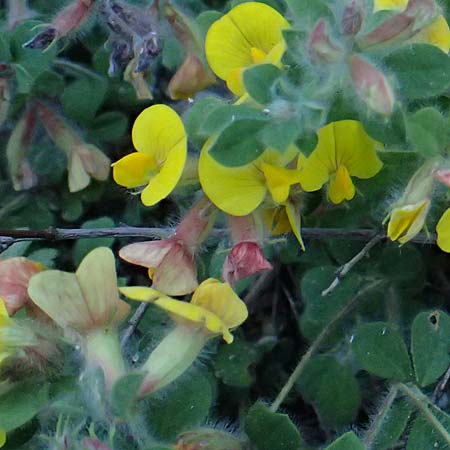 Hammatolobium lotoides \ Griechische Knotenfrucht, GR Peloponnes, Saitas 22.5.2024