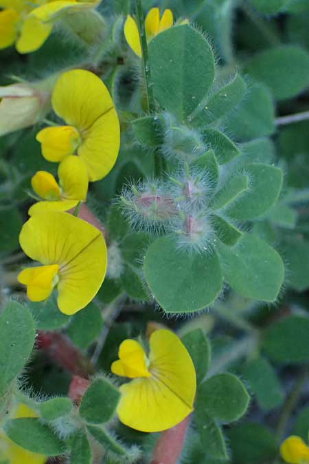 Hammatolobium lotoides \ Griechische Knotenfrucht, GR Peloponnes, Saitas 22.5.2024