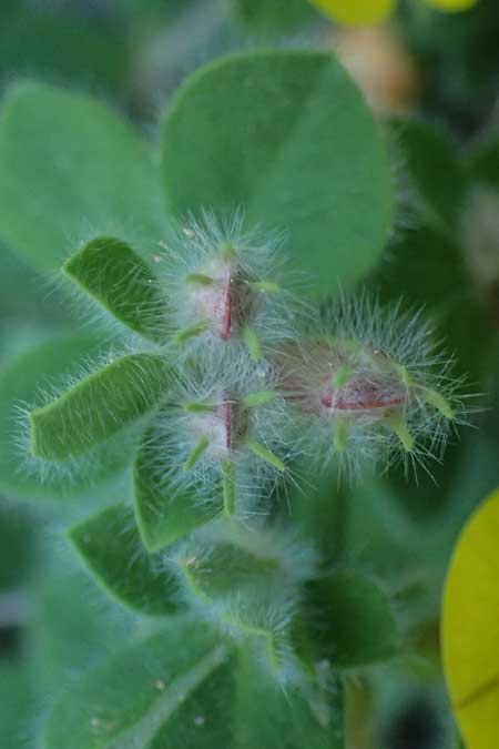 Hammatolobium lotoides \ Griechische Knotenfrucht, GR Peloponnes, Saitas 22.5.2024