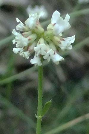 Lotus herbaceus \ Krautiger Backenklee, GR Peloponnes, Chelmos, Klitoria 23.5.2024