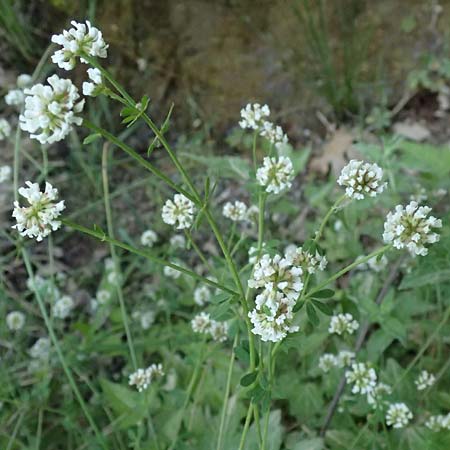 Lotus herbaceus \ Krautiger Backenklee, GR Peloponnes, Chelmos, Klitoria 23.5.2024