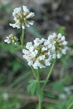 Lotus herbaceus \ Krautiger Backenklee, GR Peloponnes, Chelmos, Klitoria 23.5.2024