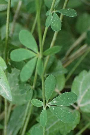Lotus herbaceus \ Krautiger Backenklee, GR Peloponnes, Chelmos, Klitoria 23.5.2024
