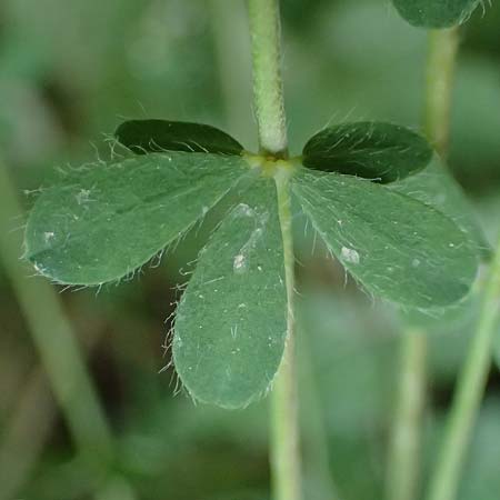 Lotus herbaceus \ Krautiger Backenklee, GR Peloponnes, Chelmos, Klitoria 23.5.2024