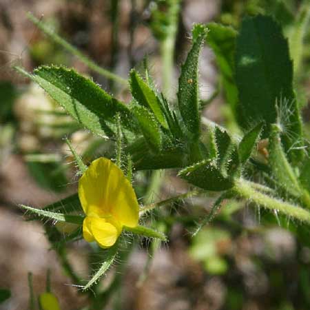 Ononis viscosa \ Klebriger Hauhechel / Sticky Restharrow, GR Akrokorinth 12.4.2011 (Photo: Gisela Nikolopoulou)