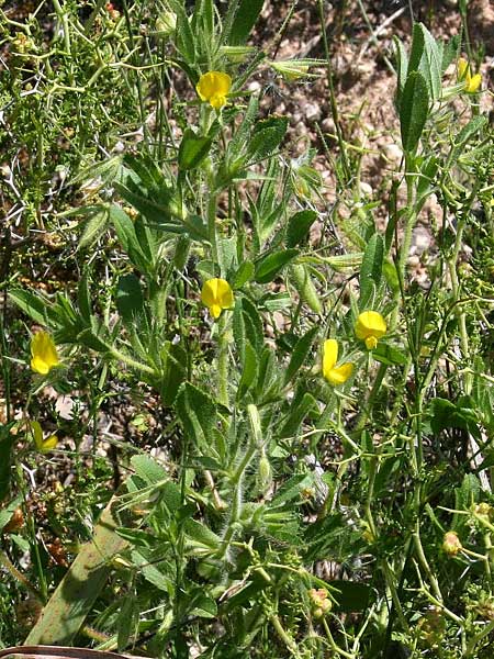 Ononis viscosa \ Klebriger Hauhechel / Sticky Restharrow, GR Akrokorinth 12.4.2011 (Photo: Gisela Nikolopoulou)