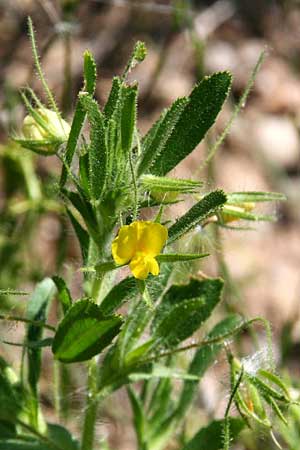 Ononis viscosa \ Klebriger Hauhechel / Sticky Restharrow, GR Akrokorinth 12.4.2011 (Photo: Gisela Nikolopoulou)