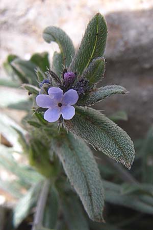 Buglossoides incrassata subsp. incrassata \ Bl&auml;ulicher Acker-Steinsame / Blue Field Gromwell, GR Timfi 17.5.2008