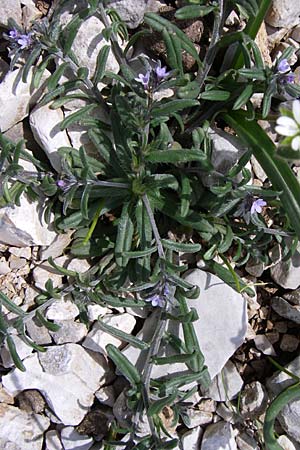 Buglossoides incrassata subsp. incrassata \ Bl&auml;ulicher Acker-Steinsame / Blue Field Gromwell, GR Timfi 17.5.2008
