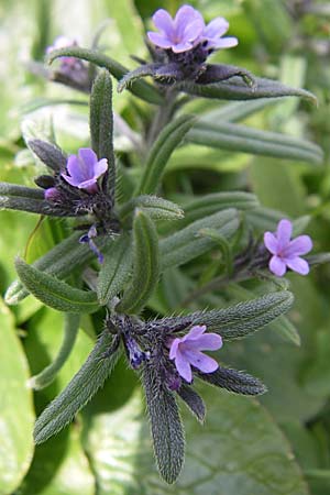 Buglossoides incrassata subsp. incrassata \ Bl&auml;ulicher Acker-Steinsame / Blue Field Gromwell, GR Timfi 17.5.2008