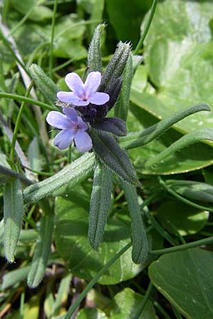 Buglossoides incrassata subsp. incrassata \ Bl&auml;ulicher Acker-Steinsame / Blue Field Gromwell, GR Timfi 17.5.2008