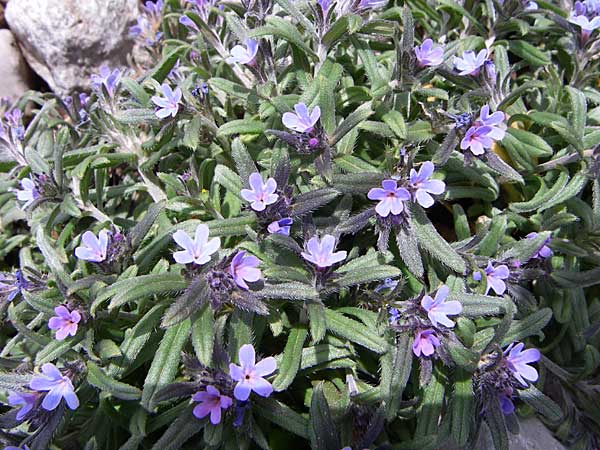 Buglossoides incrassata subsp. incrassata \ Bl&auml;ulicher Acker-Steinsame / Blue Field Gromwell, GR Timfi 17.5.2008