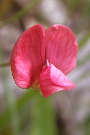 Lathyrus cicera \ Rote Platterbse / Red Vetchling, GR Zagoria, Monodendri 19.5.2008