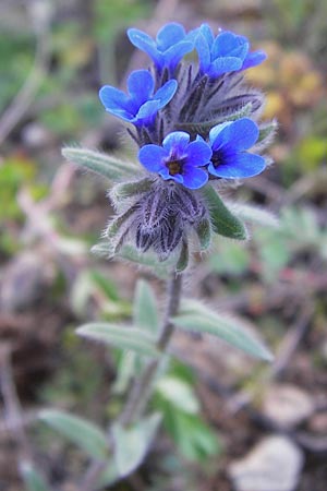 Alkanna tinctoria \ F&auml;rber-Alkanna, Schminkwurz / Alkanet, GR Peloponnes, Gramousa 1.4.2013