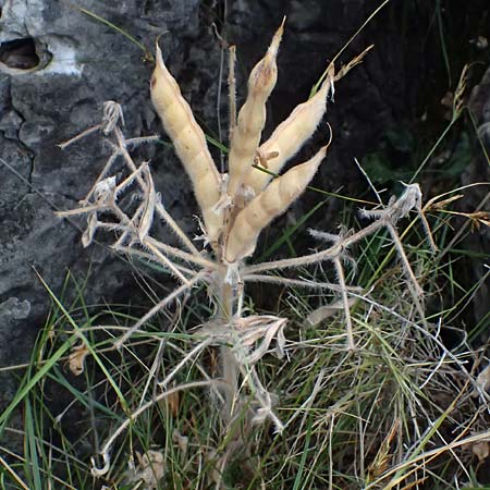 Lupinus albus subsp. albus \ Weie Lupine / White Lupin, GR Peloponnes, Taygetos, Viros - Schlucht / Gorge 29.5.2024