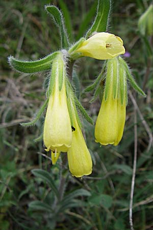 Onosma taurica \ Krim-Lotwurz / Crimea Goldendrop, GR Peloponnes, Zarouchla Tal / Valley 19.5.2008