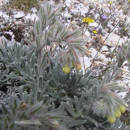 Onosma kaheirei \ Karl-Heinz Rechingers Lotwurz / Mount Imittos Goldendrop, GR Parnitha 22.5.2008