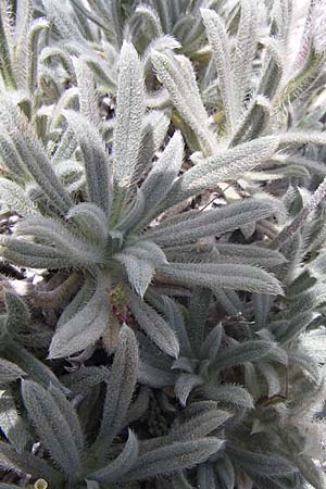 Onosma kaheirei \ Karl-Heinz Rechingers Lotwurz / Mount Imittos Goldendrop, GR Parnitha 22.5.2008