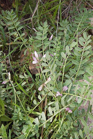 Onobrychis caput-galli \ Hahnenkopf-Esparsette, GR Hymettos 2.4.2013