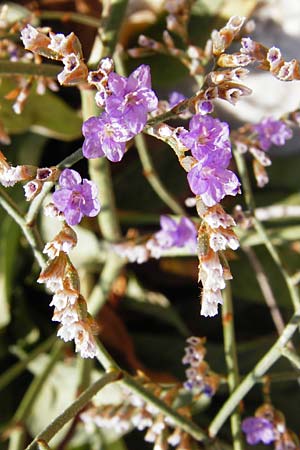 Limonium narbonense \ Sp&auml;ter Strandflieder / Common Sea Lavender, GR Attika, Agia Marina 27.8.2014