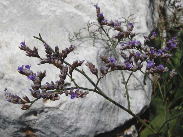 Limonium narbonense \ Sp&auml;ter Strandflieder / Common Sea Lavender, GR Attika, Agia Marina 27.8.2014