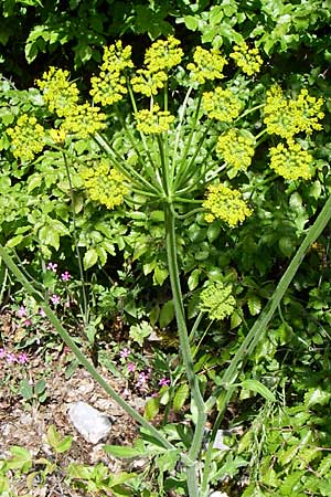 Pastinaca clausii \ Duftender Pastinak / Fragrant Parsnip, GR Zagoria, Vikos - Schlucht / Gorge 15.5.2008