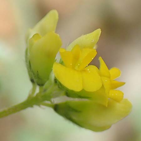 Medicago truncatula \ Gestutzter Schneckenklee, Starkdorniger Schneckenklee, GR Athen, Mount Egaleo 10.4.2019