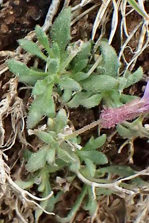 Aubrieta deltoidea \ Blaukissen / Purple Rock Cress, GR Peloponnes, Chelmos 18.5.2024