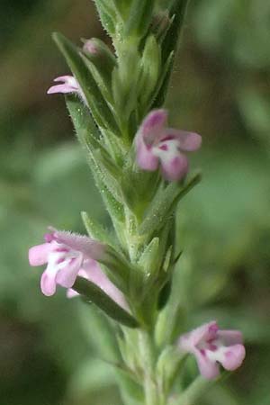 Micromeria juliana \ Sankt Julian-Steinminze / Saint Julian Savory, GR Peloponnes, Taygetos, Viros - Schlucht / Gorge 25.5.2024