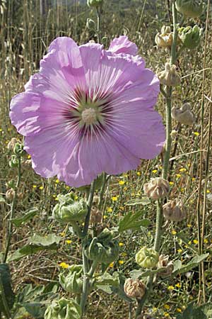 Alcea rosea \ Stockrose / Common Hollyhock, GR Joannina 26.8.2007