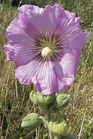 Alcea rosea \ Stockrose / Common Hollyhock, GR Joannina 26.8.2007