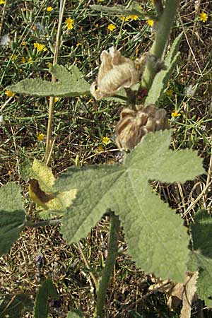 Alcea rosea \ Stockrose / Common Hollyhock, GR Joannina 26.8.2007