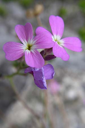 Malcolmia graeca subsp. bicolor \ Zweifarbige Griechische Meerviole / Greek Stock, GR Igoumenitsa 13.5.2008