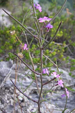 Malcolmia graeca subsp. bicolor \ Zweifarbige Griechische Meerviole / Greek Stock, GR Igoumenitsa 13.5.2008